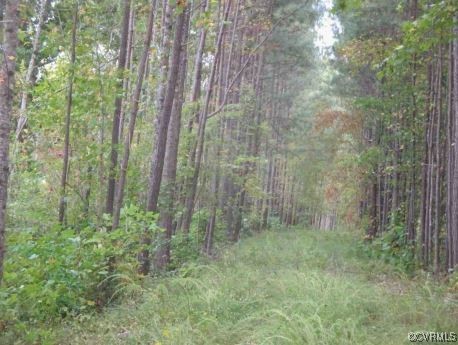 a view of a lush green forest