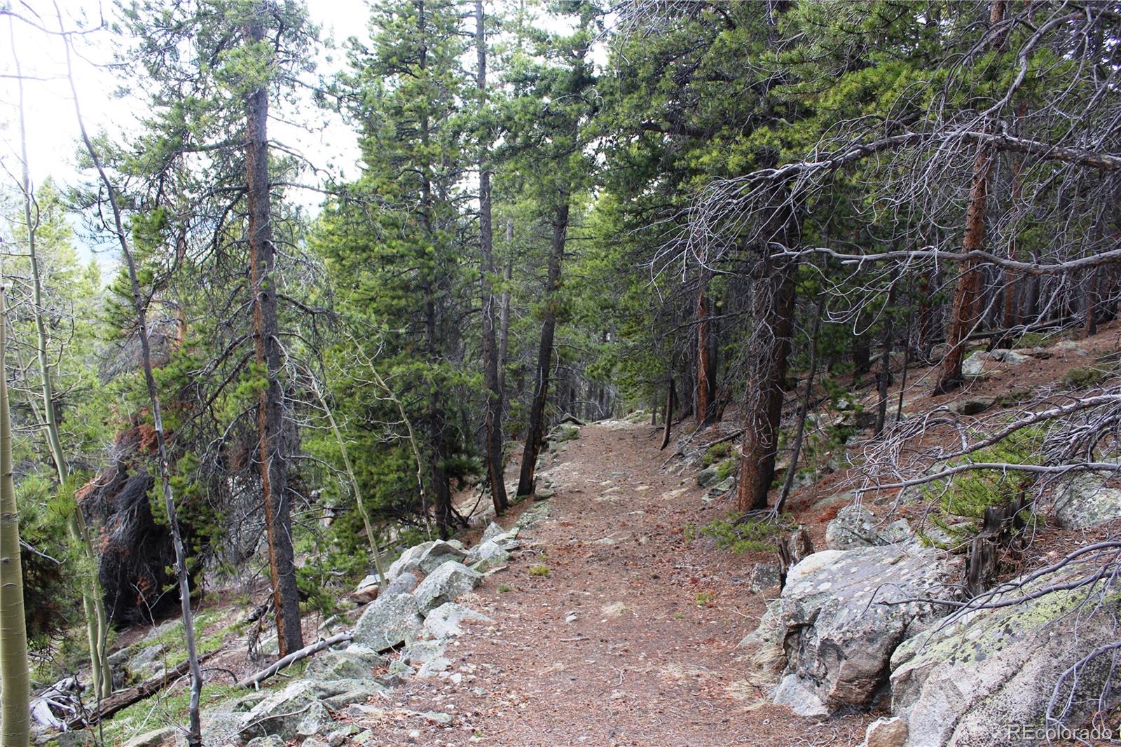 a view of a forest with trees in the background