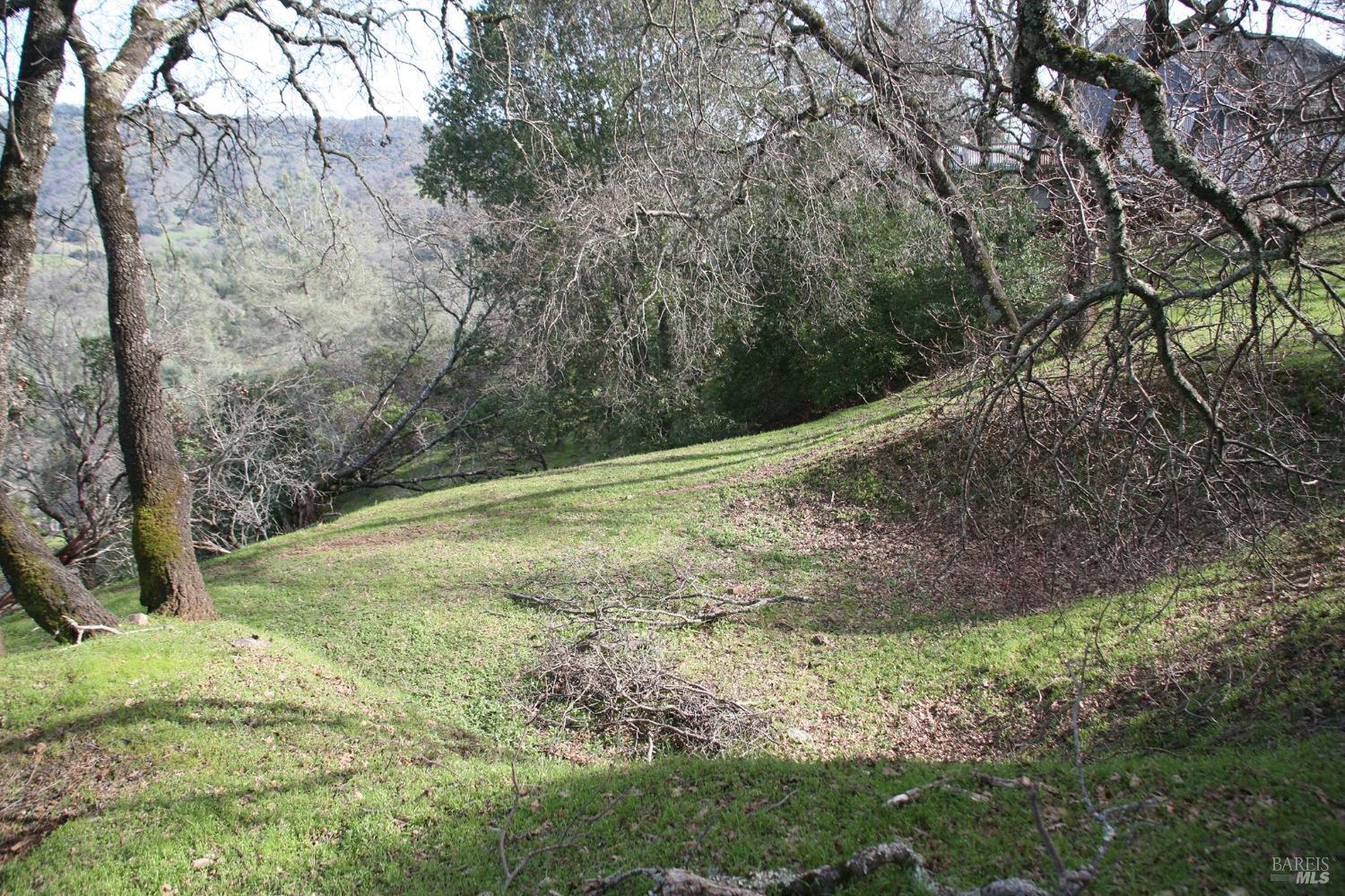 a view of a yard with a tree