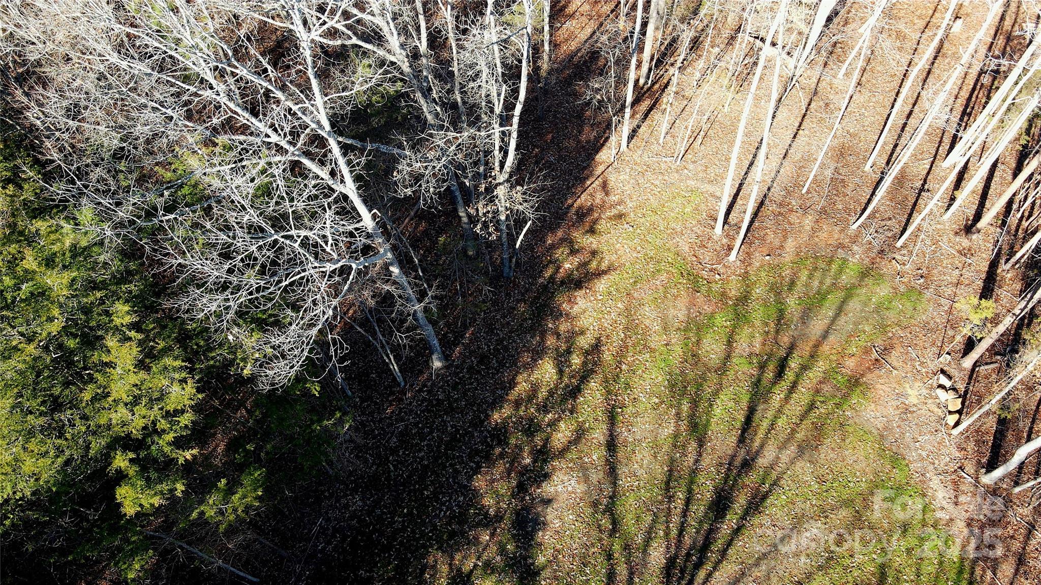 a view of a yard with a tree