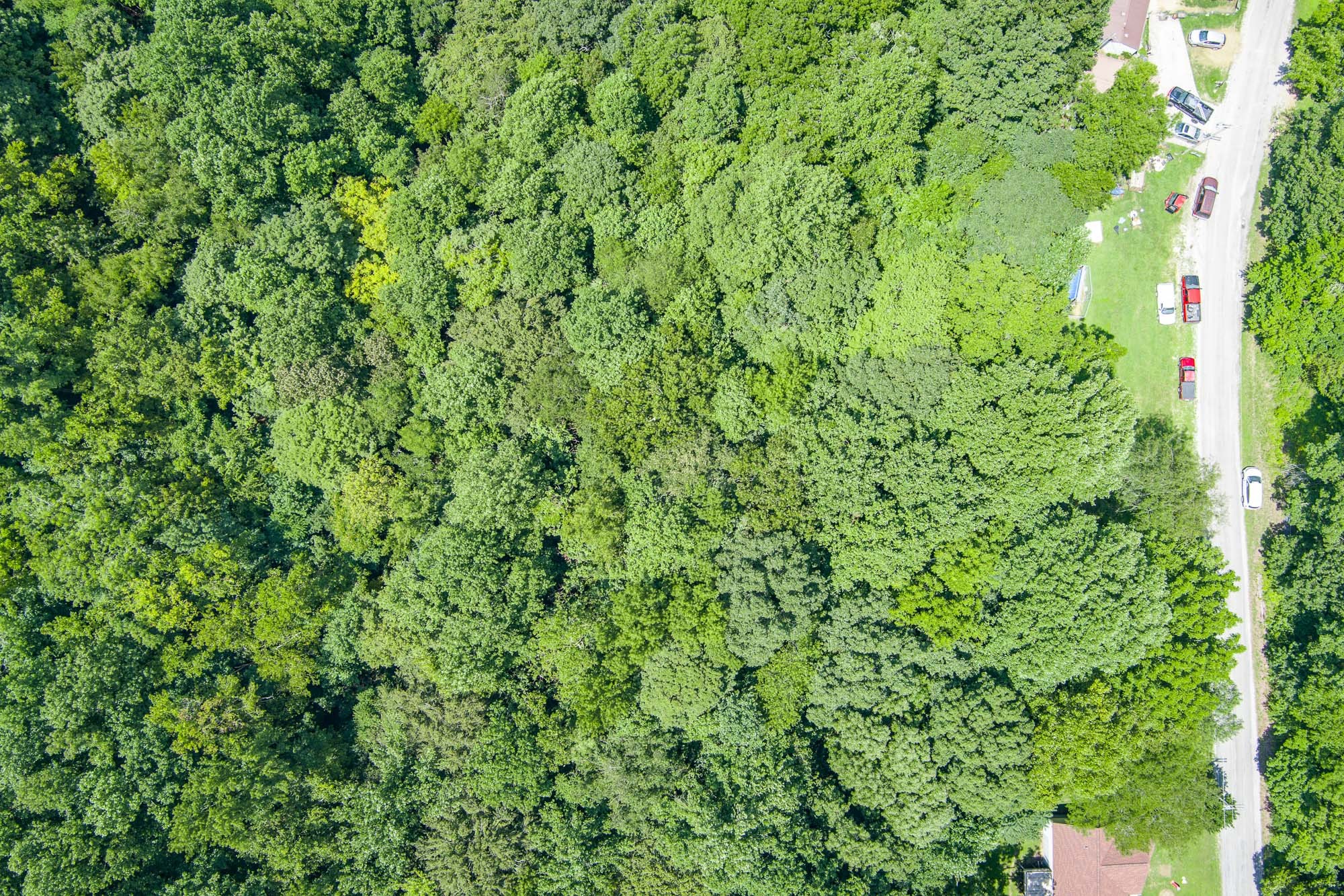 a view of a lush green forest