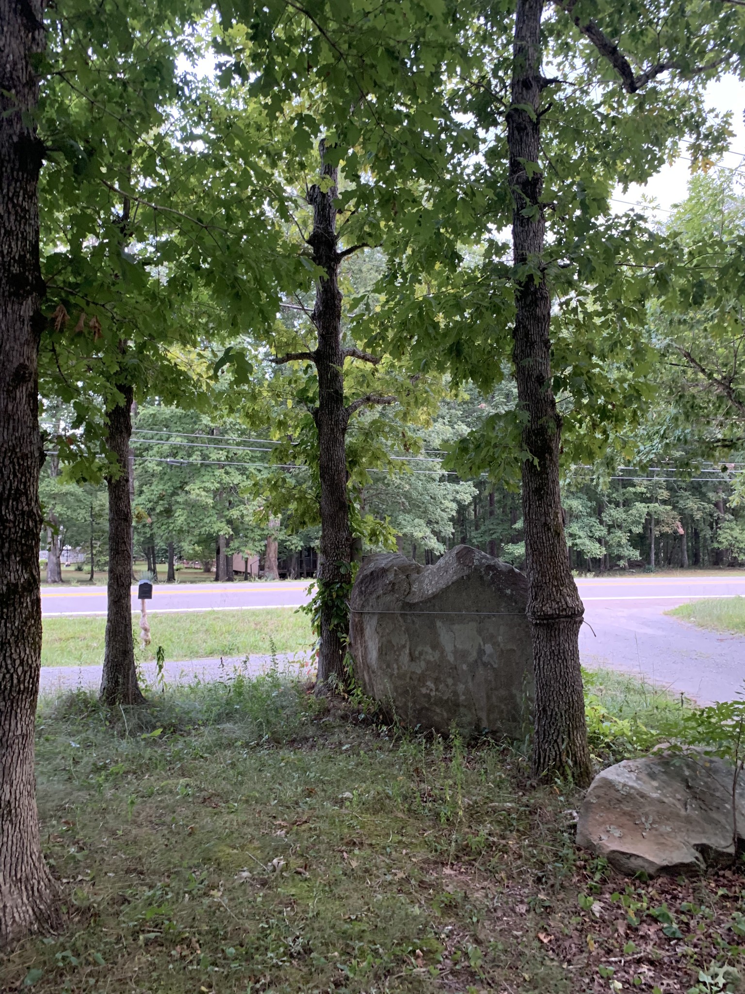 a view of a yard with tree s