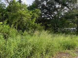 a view of a lush green forest with lots of trees