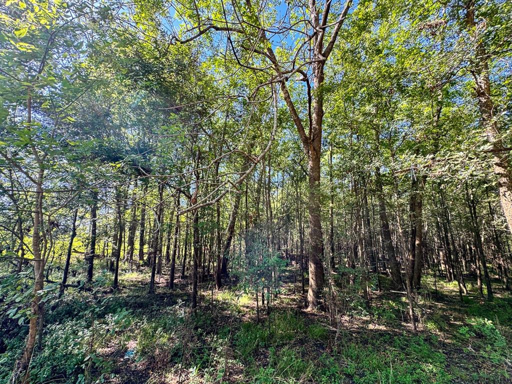 a view of outdoor space and trees