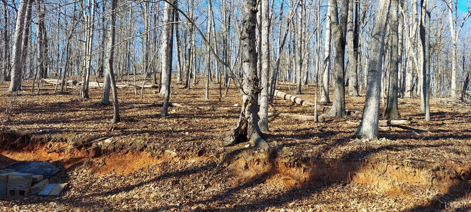 a view of forest