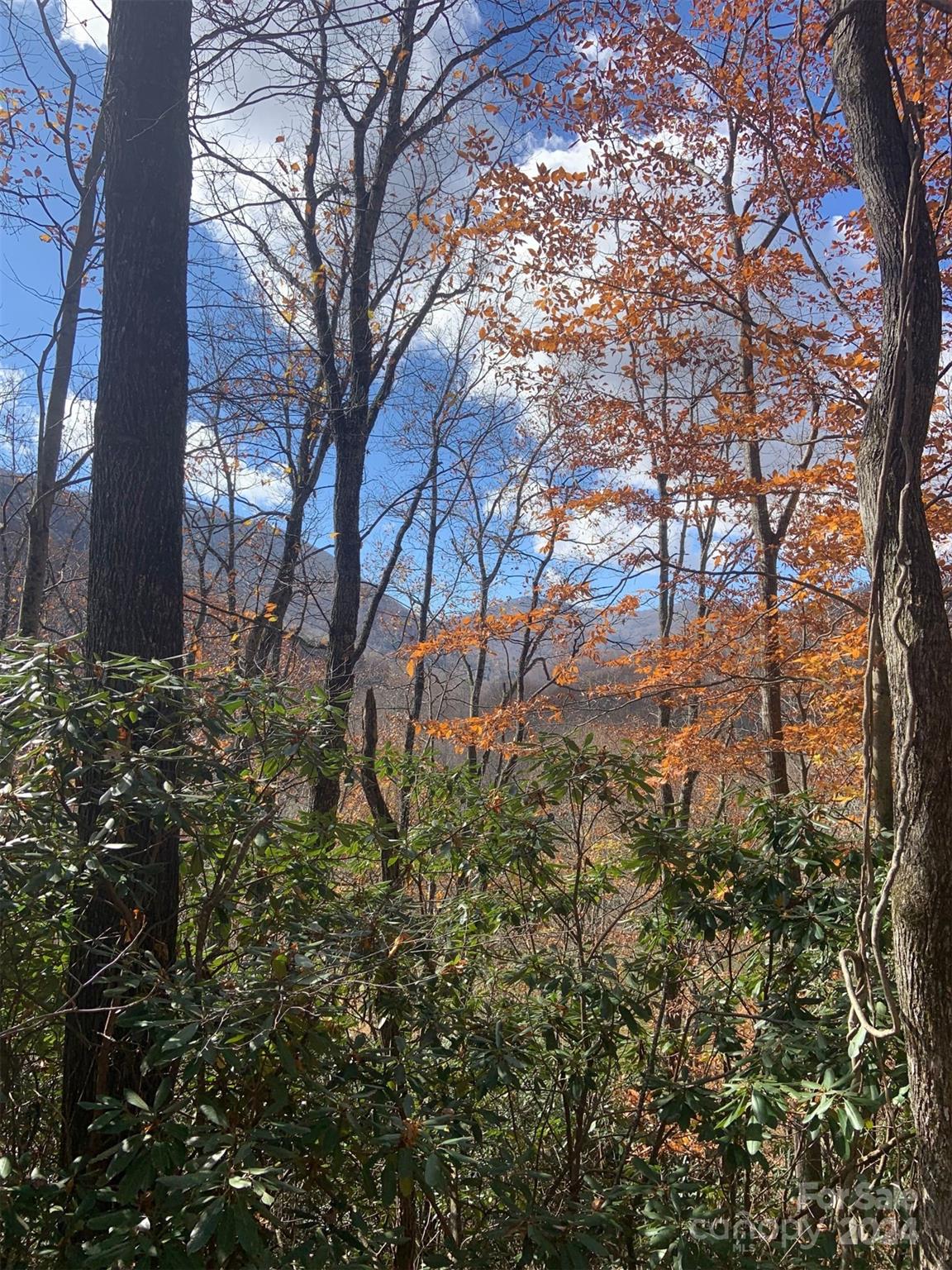 a view of bushes and tree