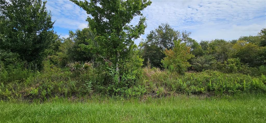 a view of a lush green space