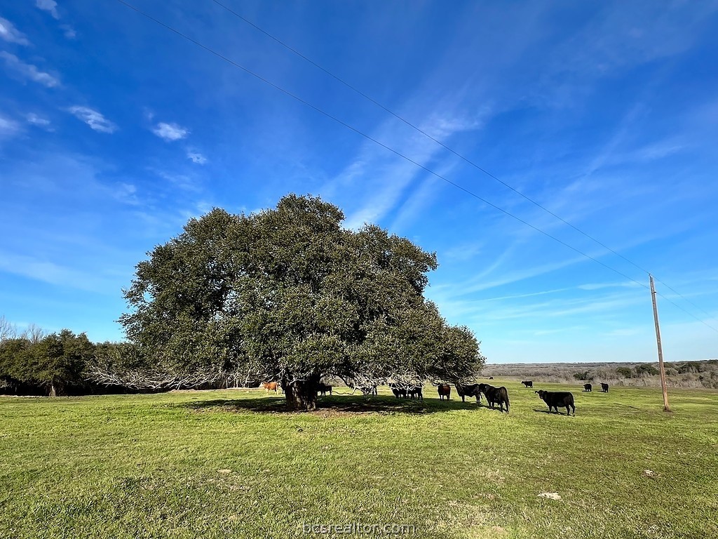 a view of a field with an trees in front of it