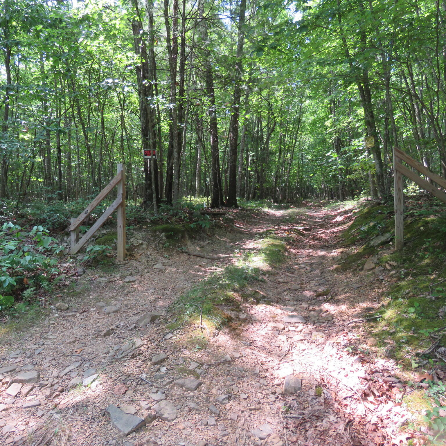 a view of a forest with trees in the background