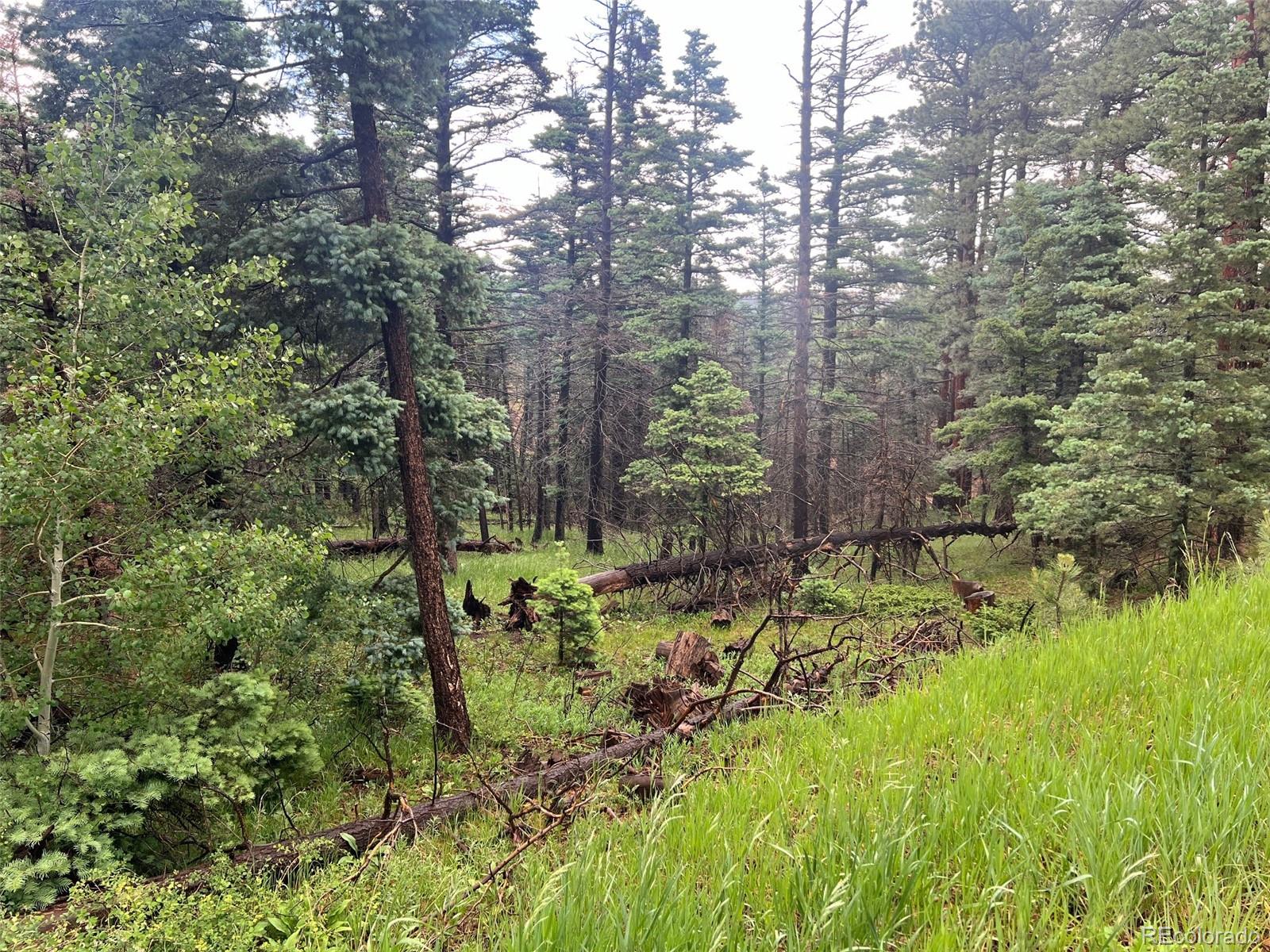 a view of a garden with trees