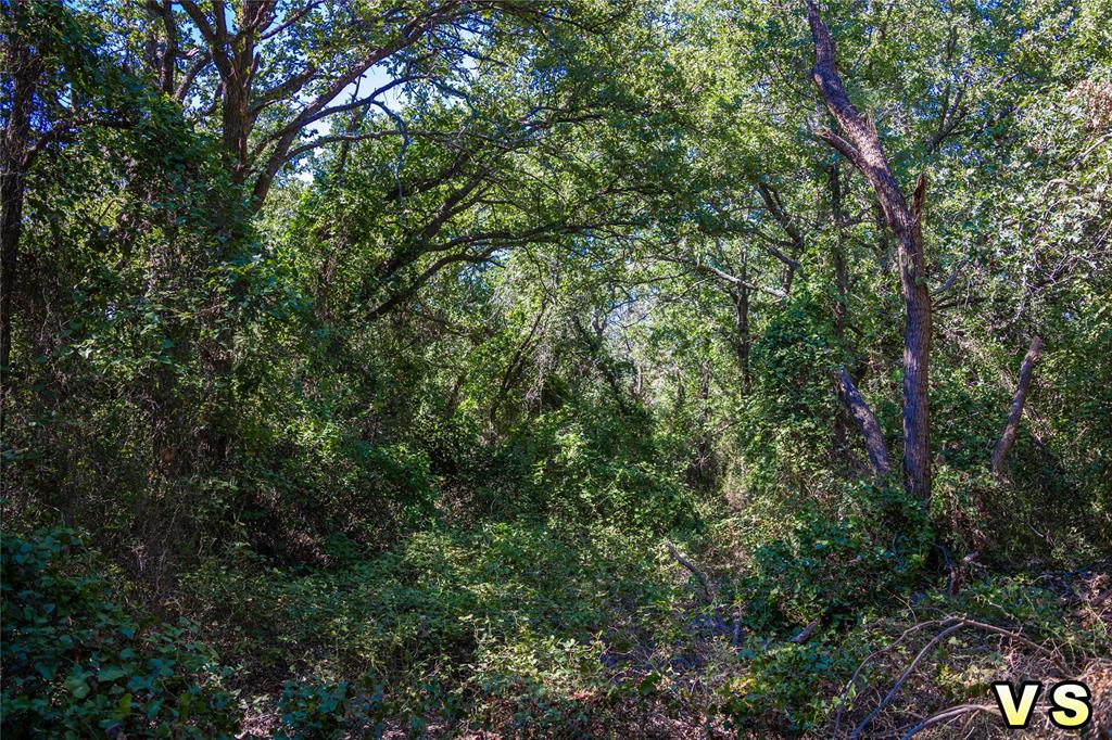 a view of a forest with lots of trees