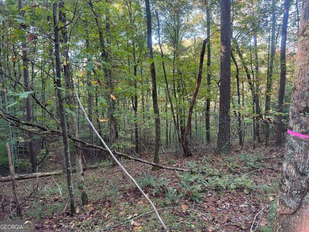 a view of a forest with a tree