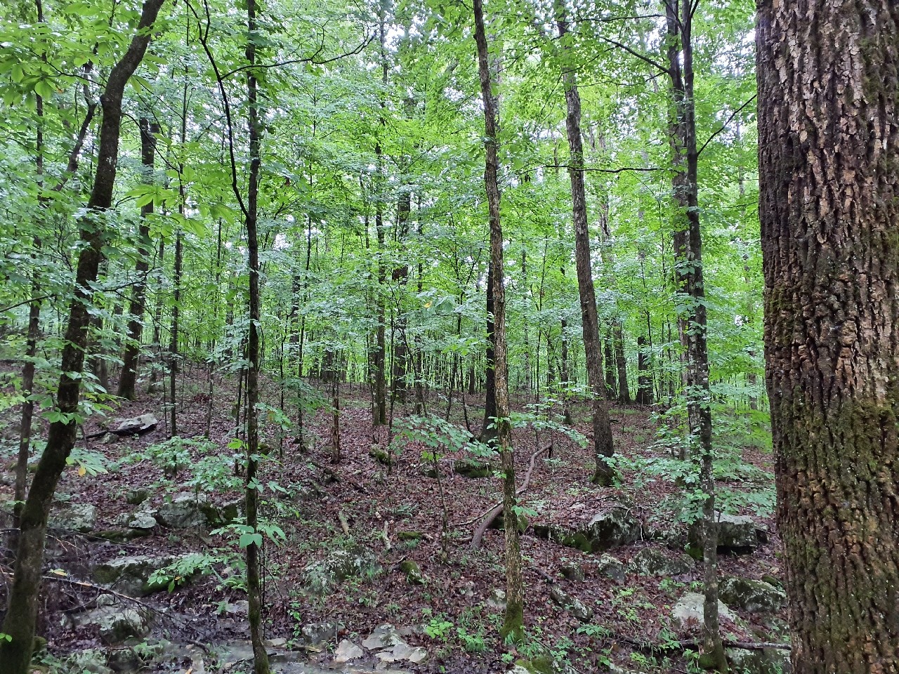 a view of a forest that has large trees