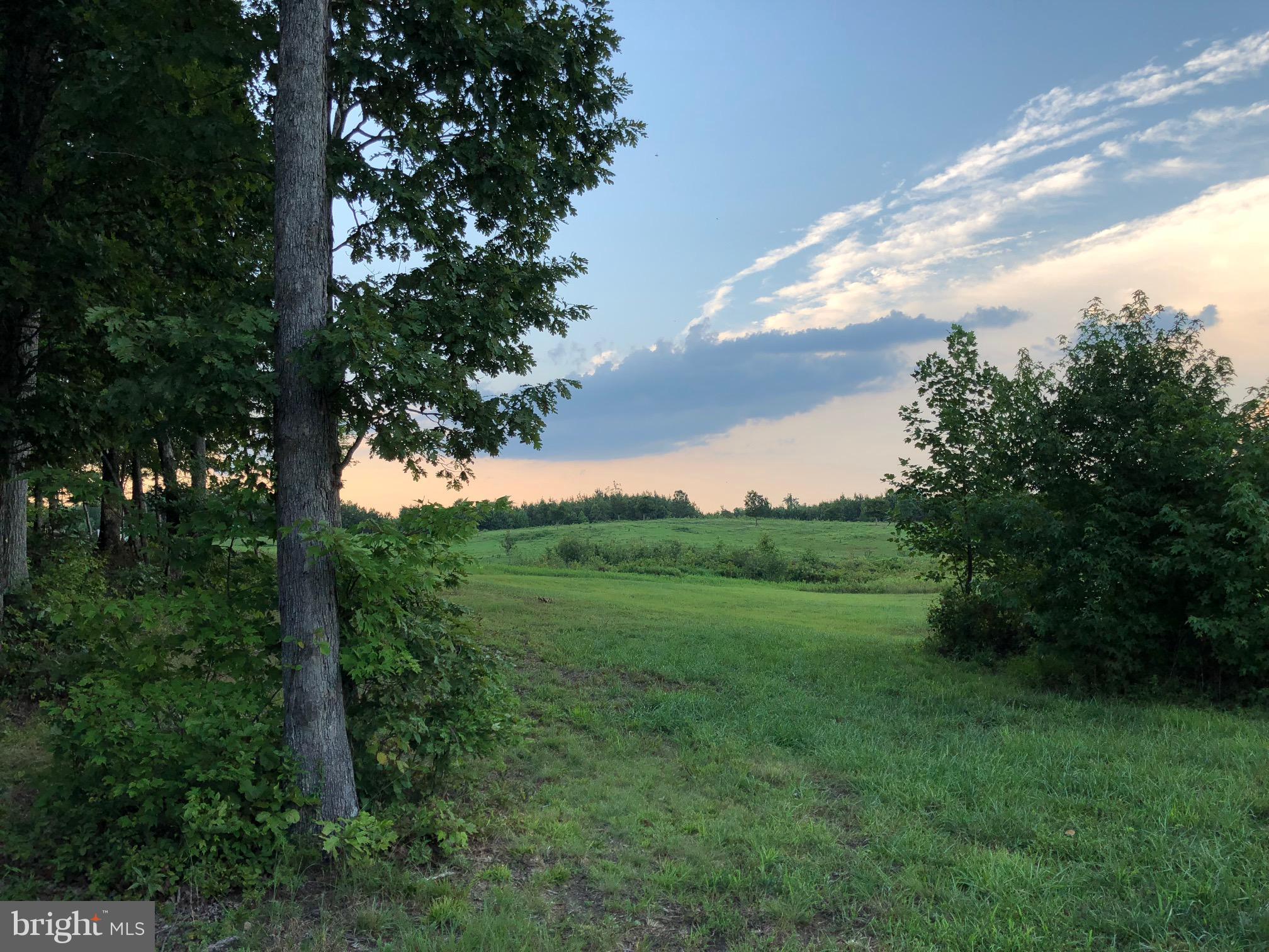 a view of a lush green space