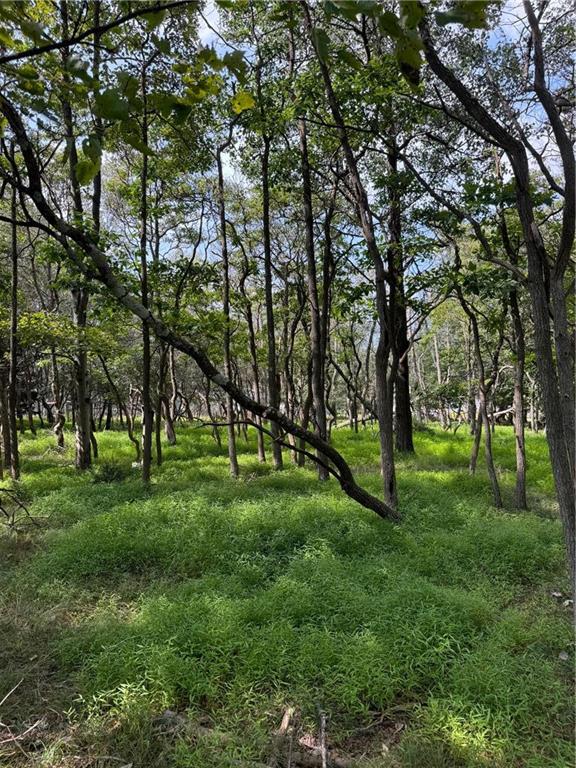 a view of a park with large trees