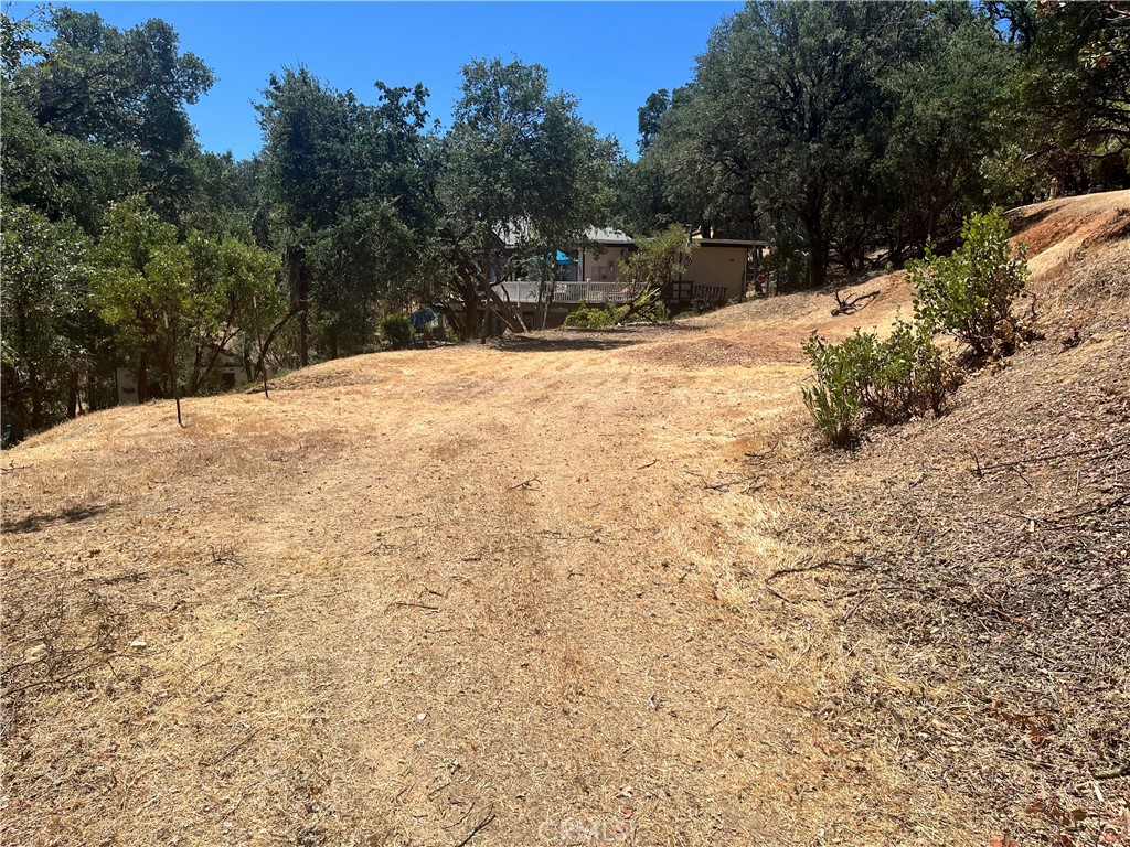 a view of backyard with tree