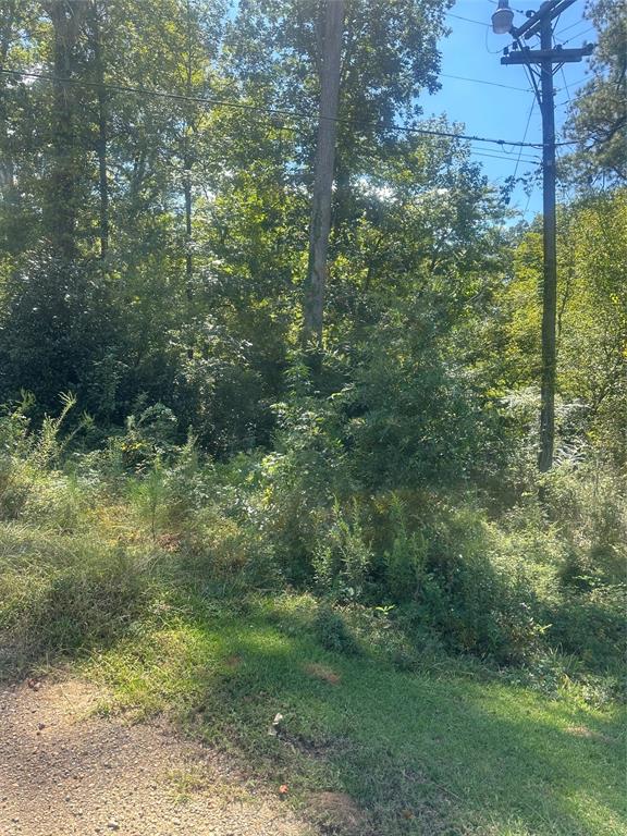 a view of a forest that has large trees