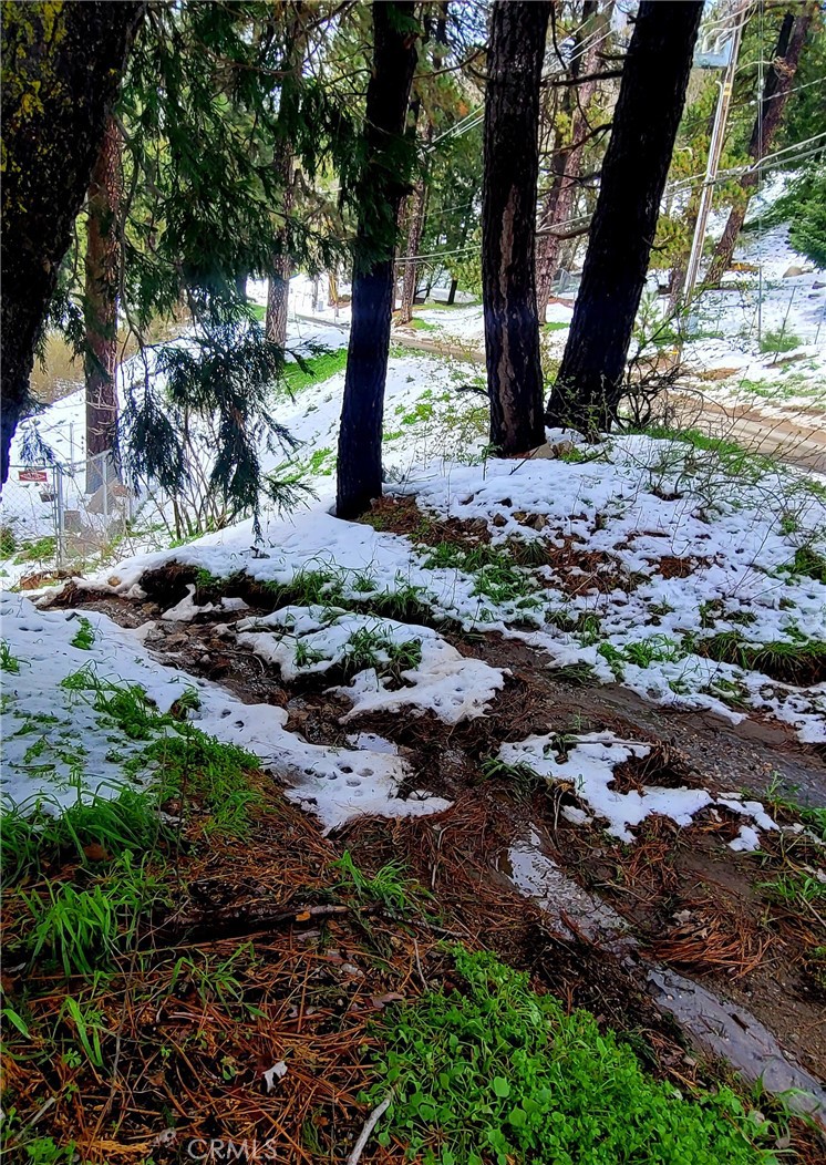 a view of a backyard with large trees