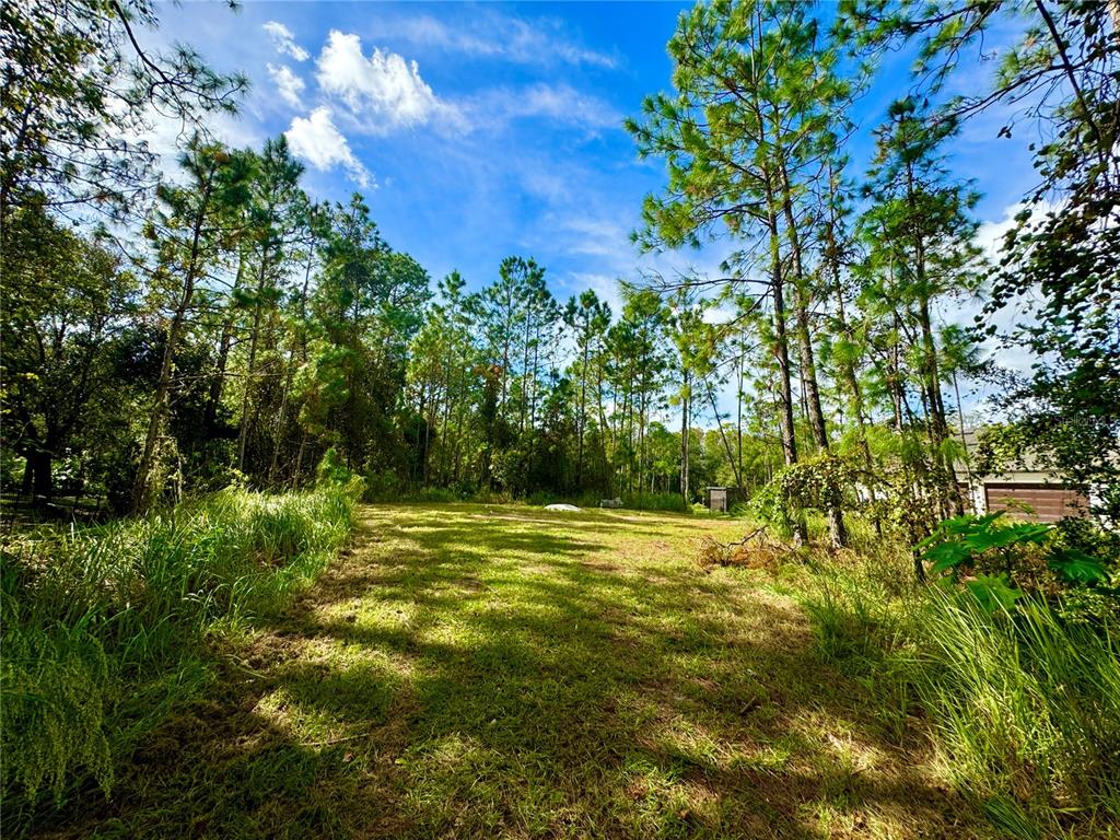 a view of a field with a tree