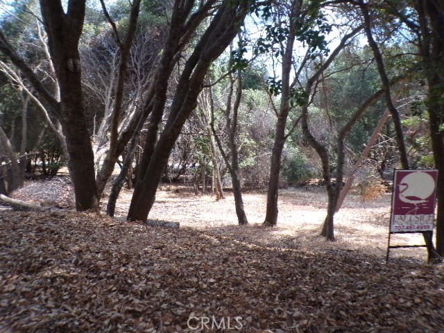 a view of a forest filled with trees