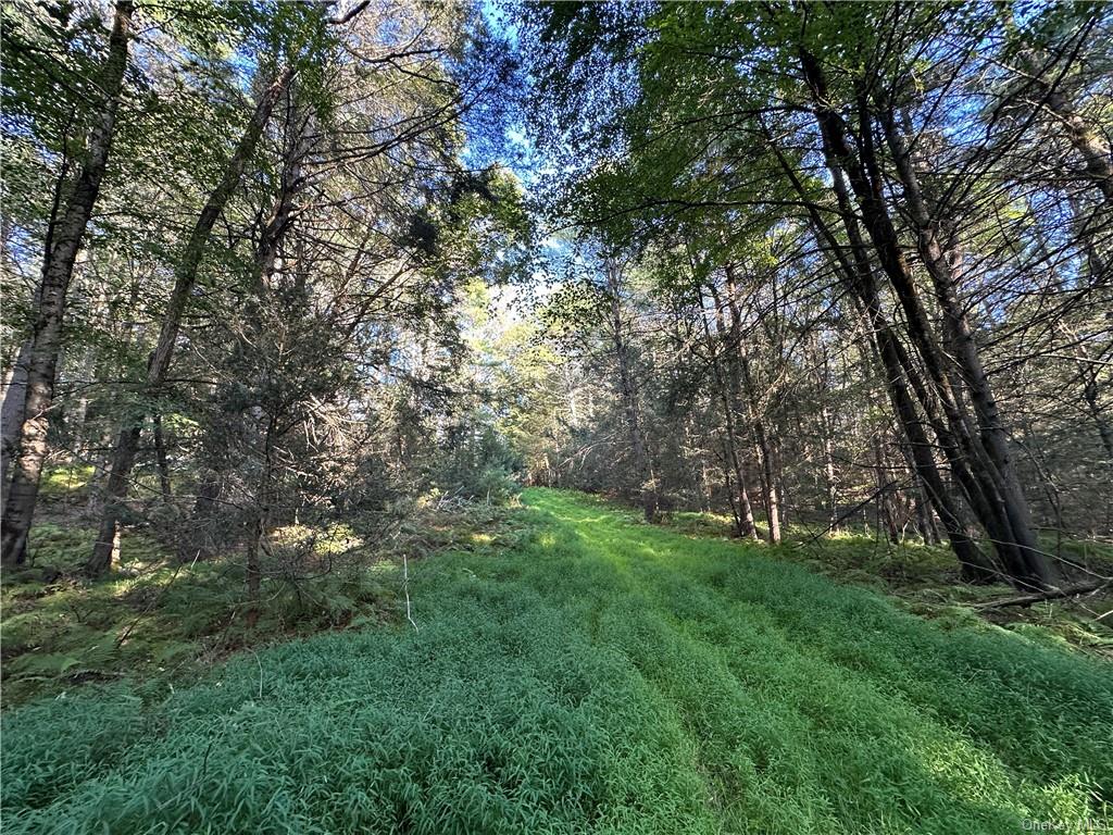 a view of a lush green space