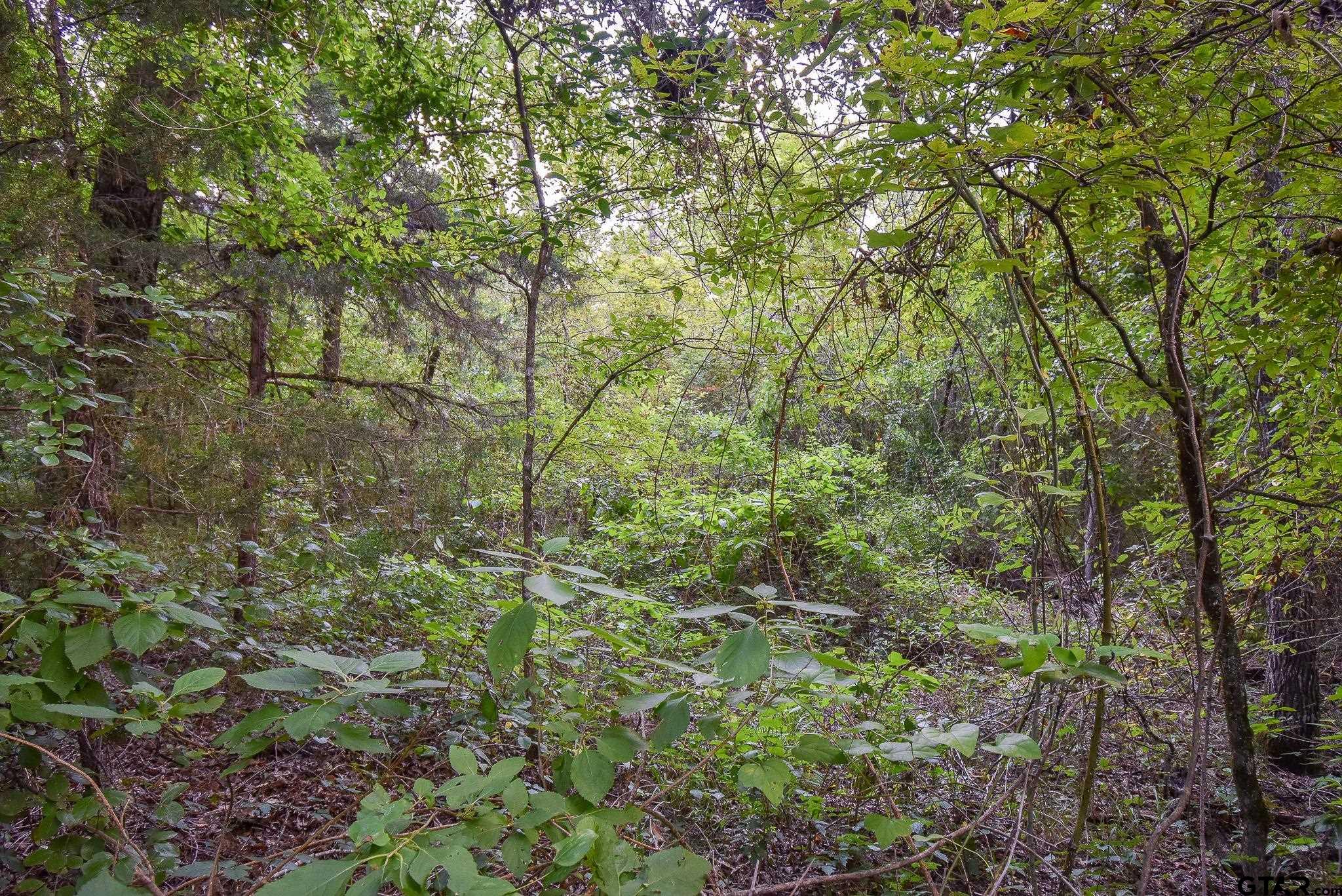 a view of a forest with a tree