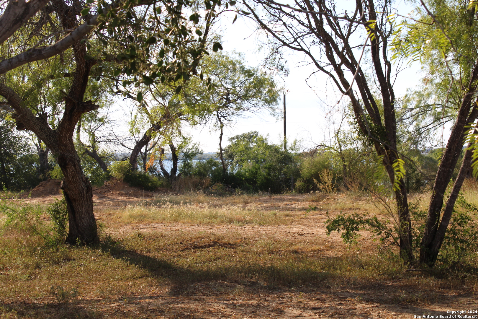 a view of a yard with large trees