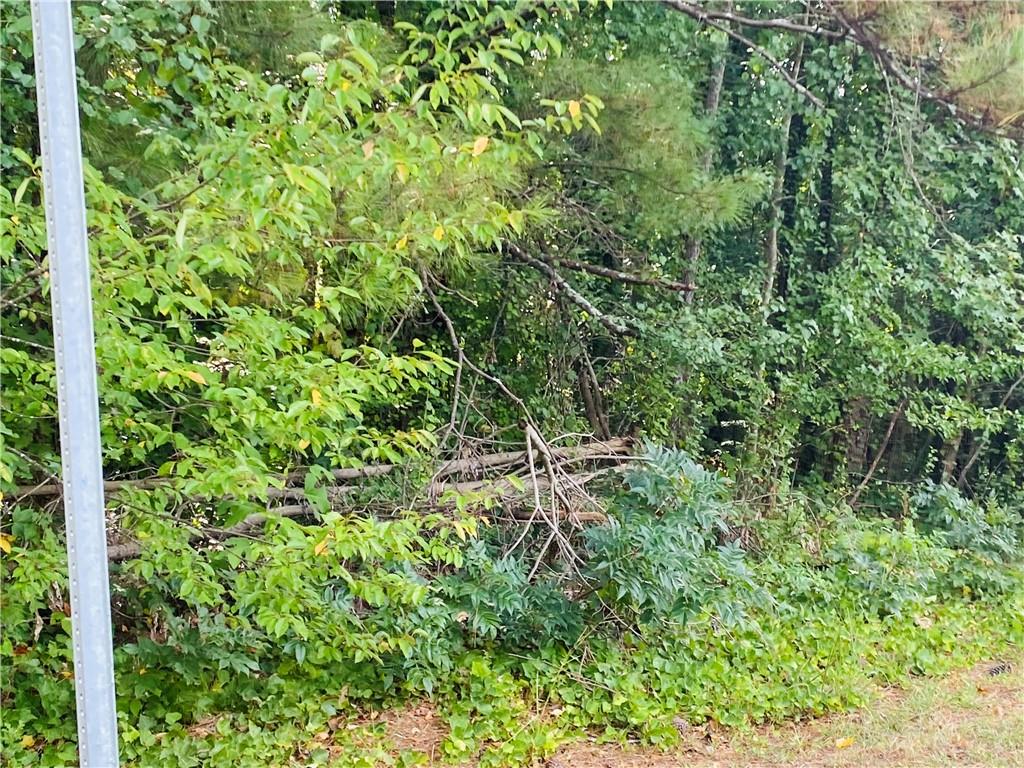 a view of a lush green forest with large trees