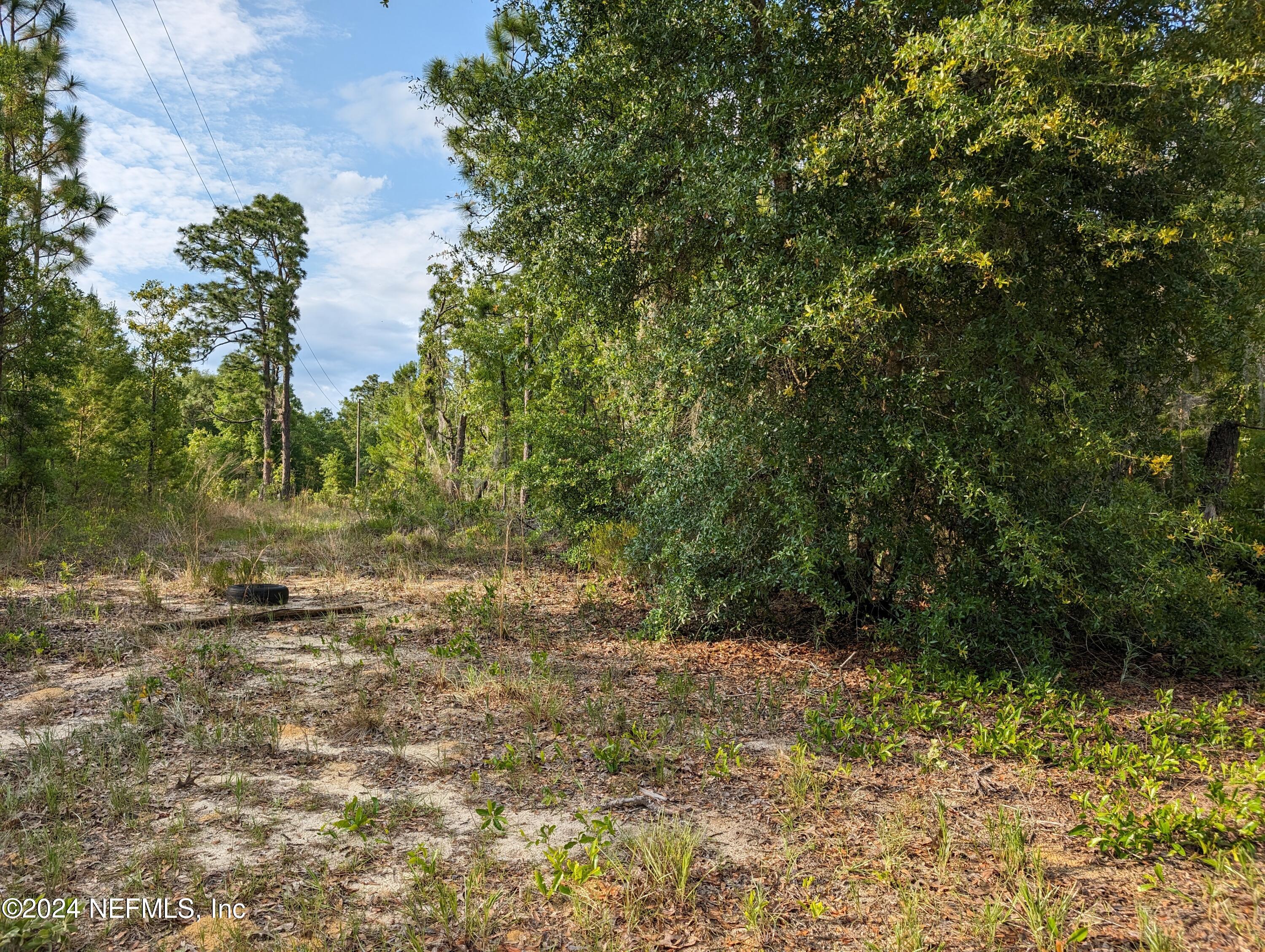 a view of a yard with plants and trees