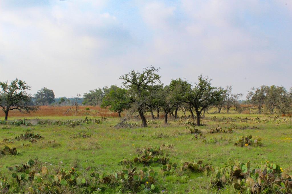 a view of grassy field with trees around