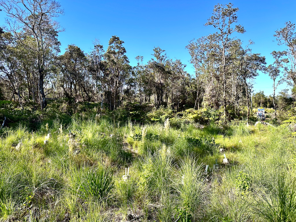 a view of a large yard with plants and large trees