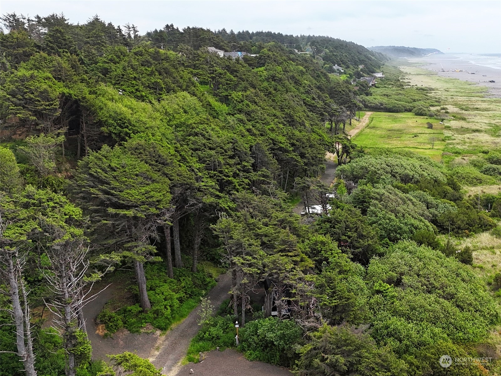 a view of a lush green forest with trees in the background