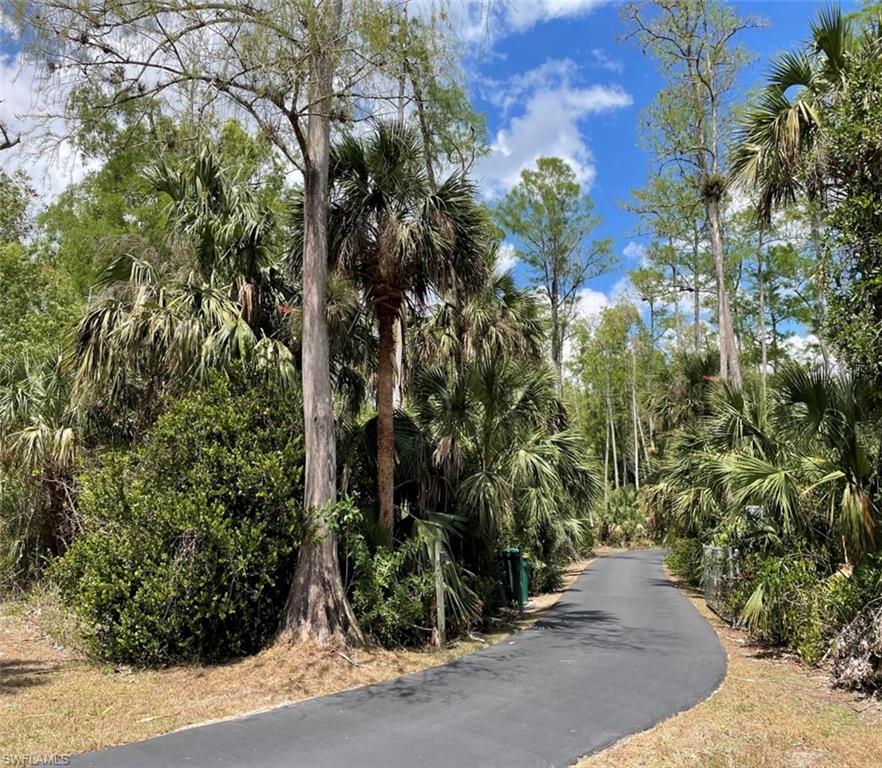 a view of bushes and pathway