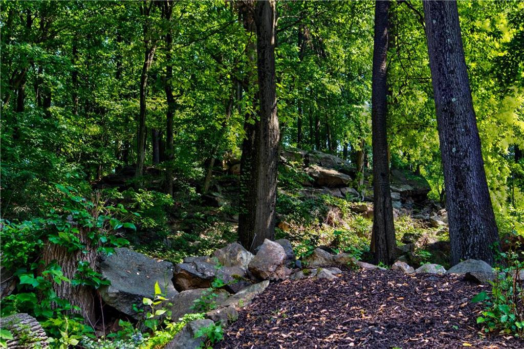 a view of forest