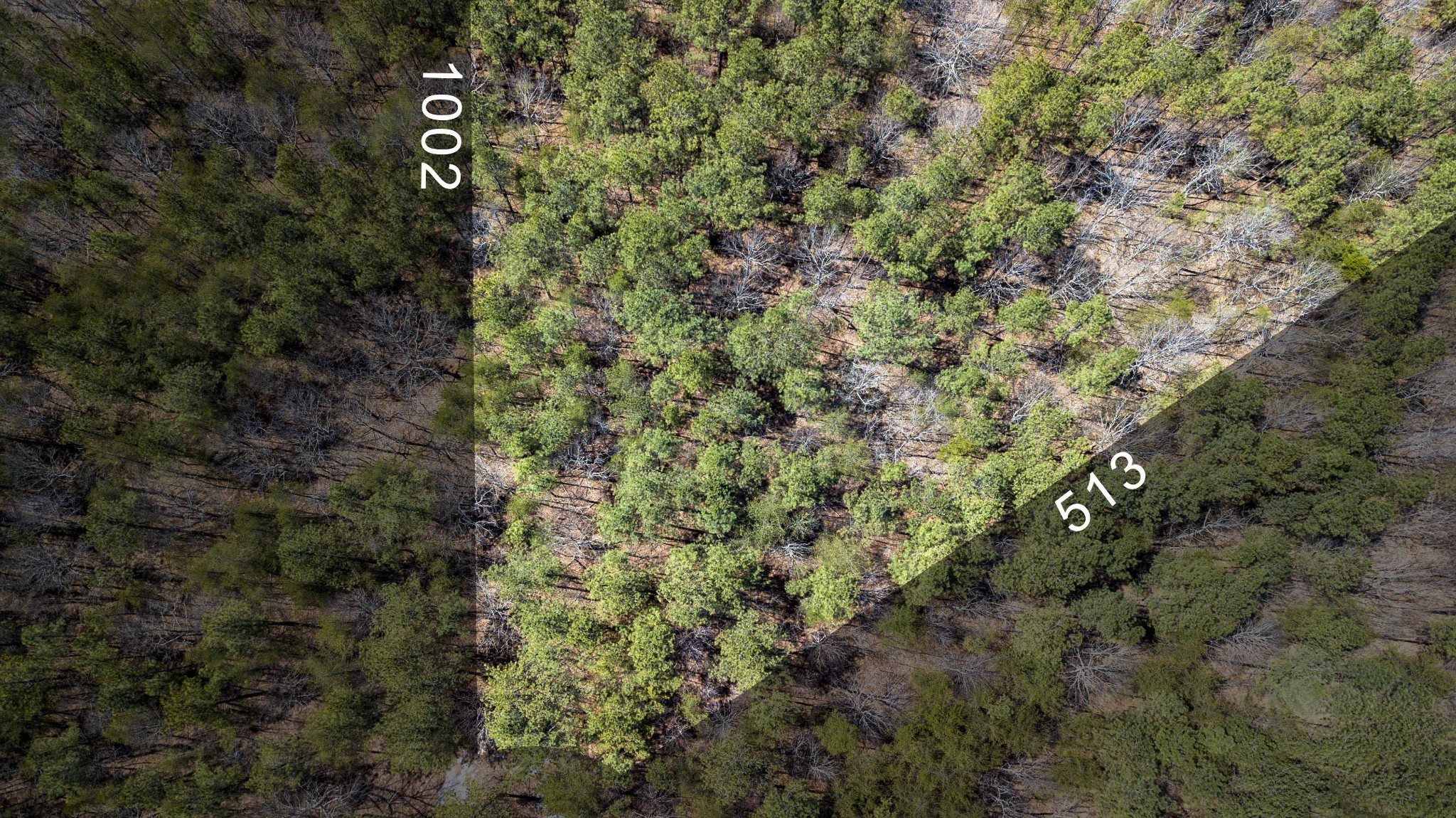 a view of a dry yard with lots of trees