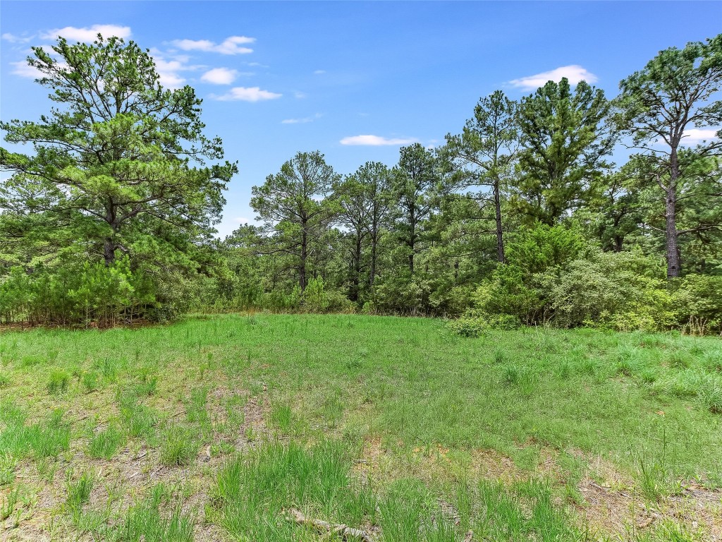 a view of a lush green space