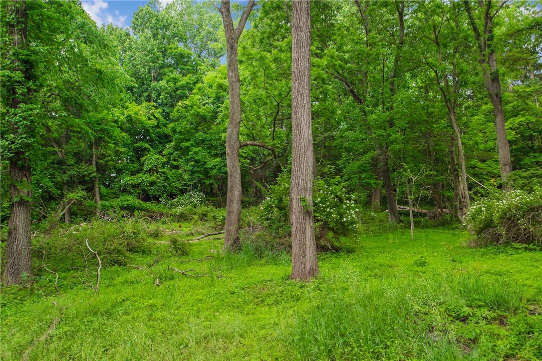 a view of a lush green forest