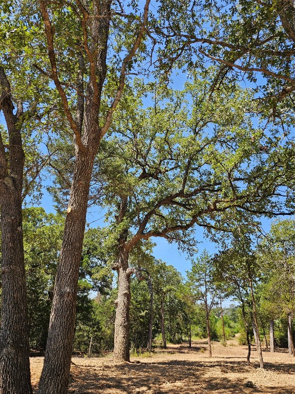 a picture of tree