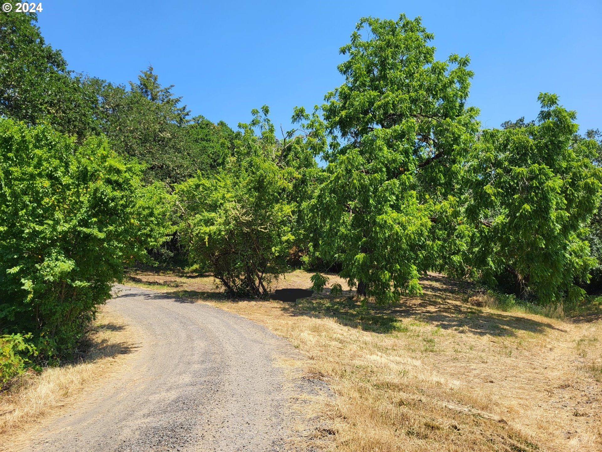 a view of road with large trees