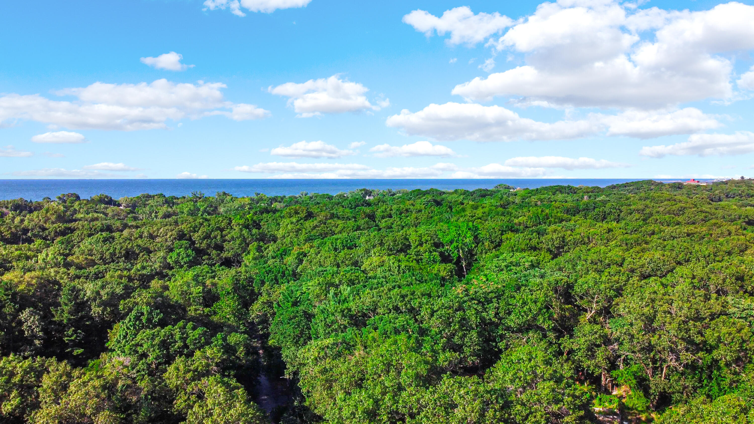 a view of a bunch of trees