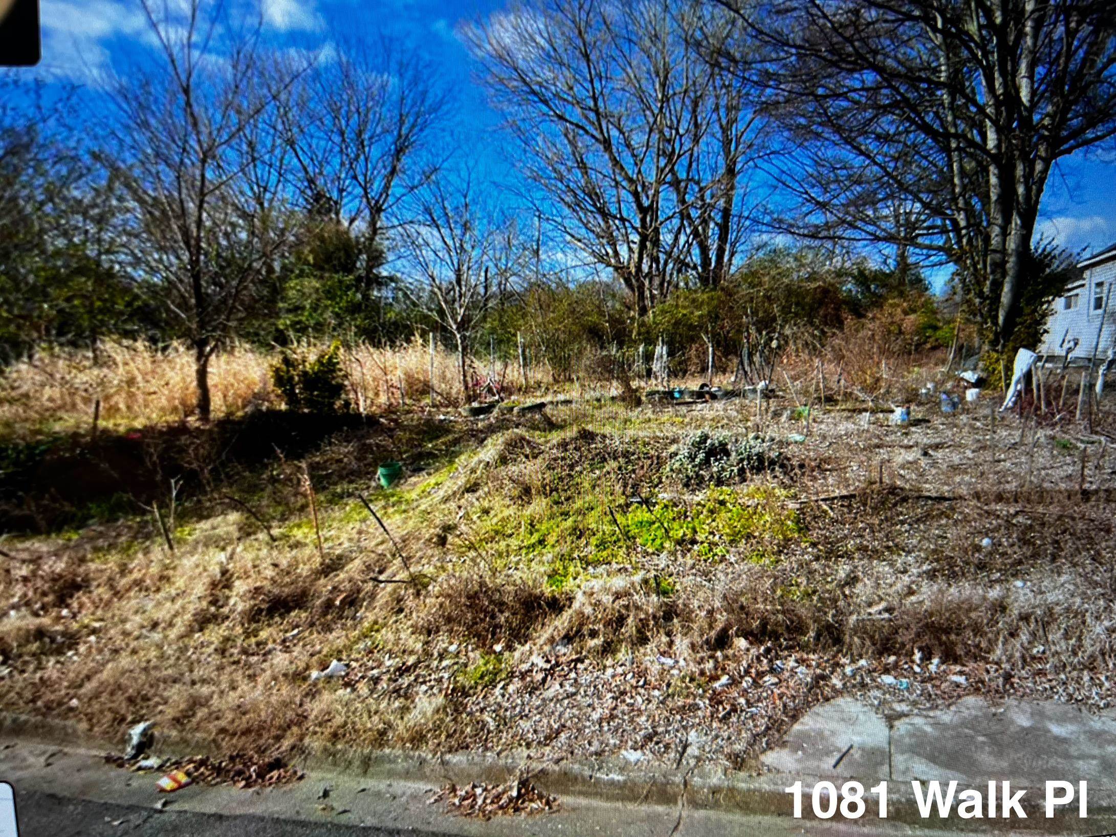 a view of a yard with a tree