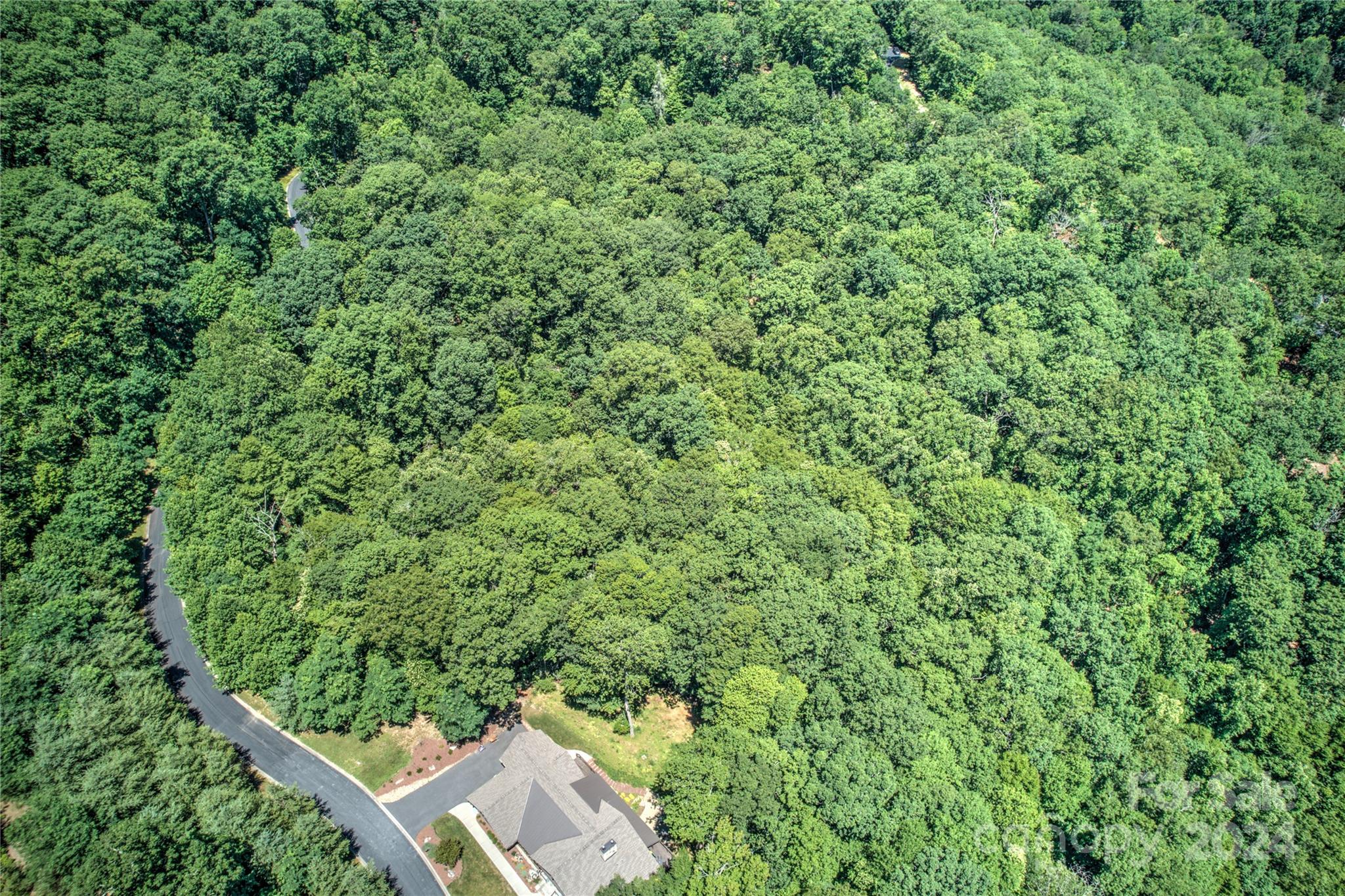 a view of a forest with a tree