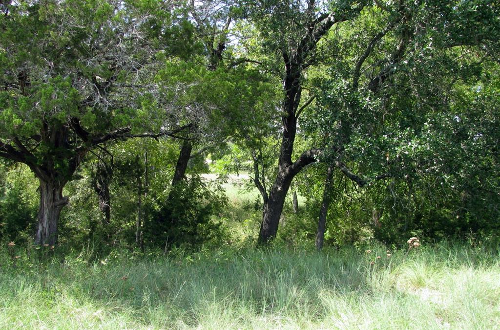 a view of a lush green forest with lawn chairs and a large tree