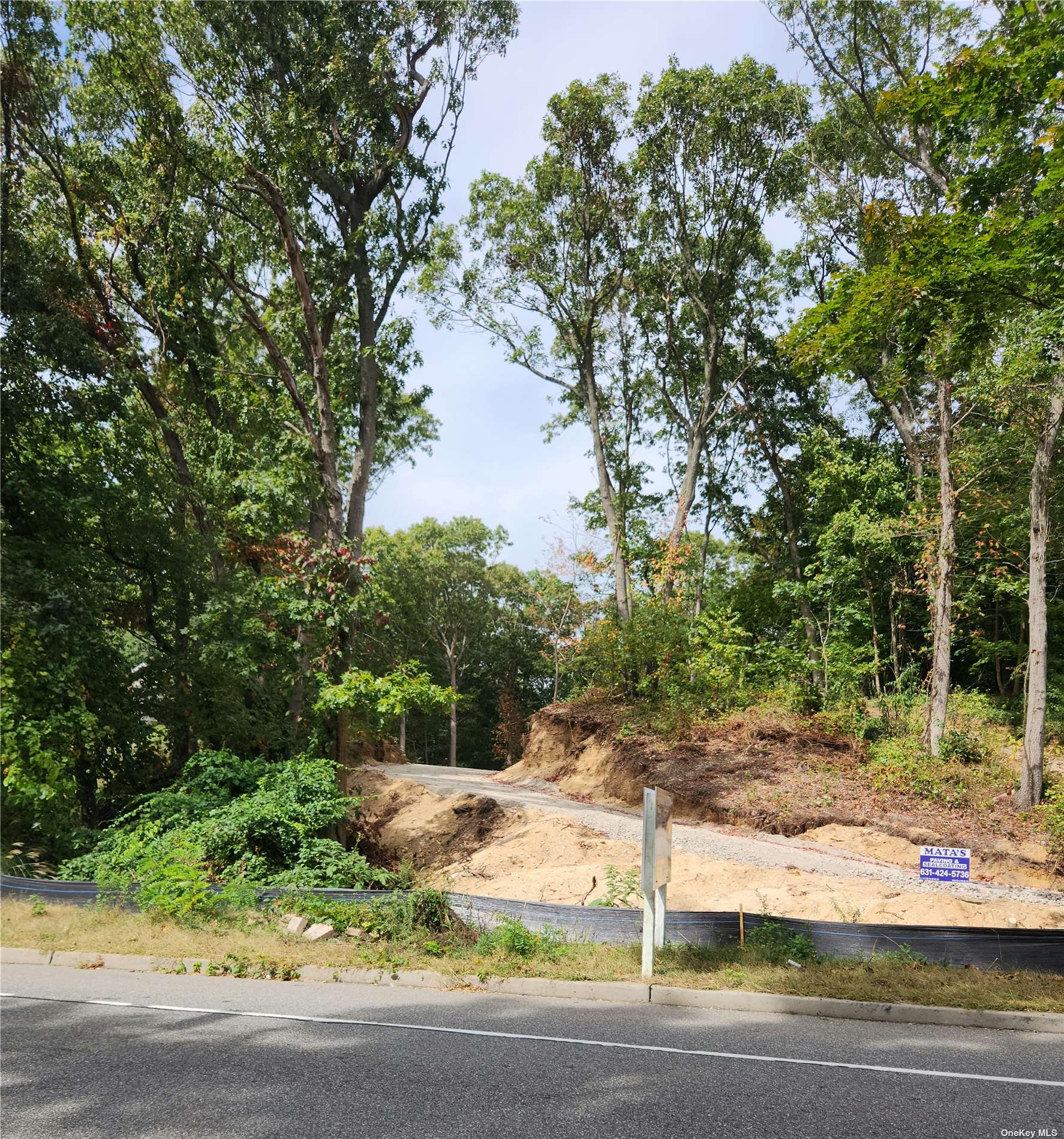 a view of a yard with plants and trees