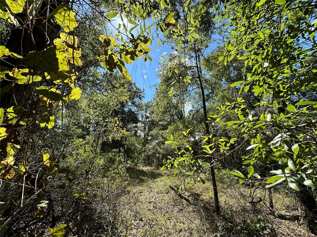 a view of a tree