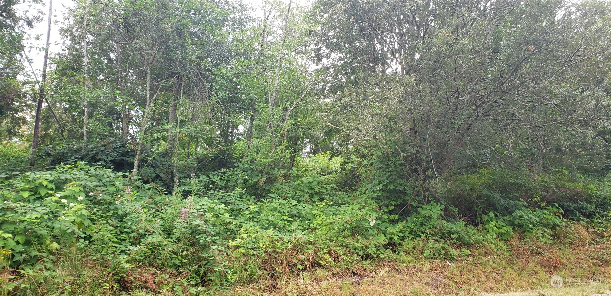 a view of a lush green forest