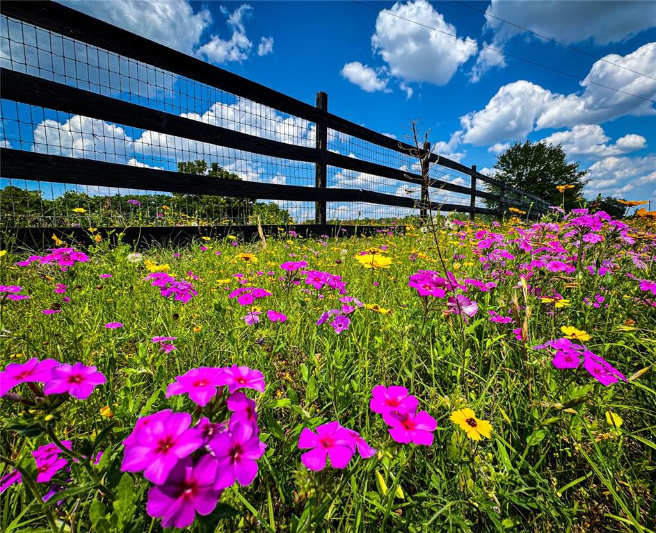 a view of a flower