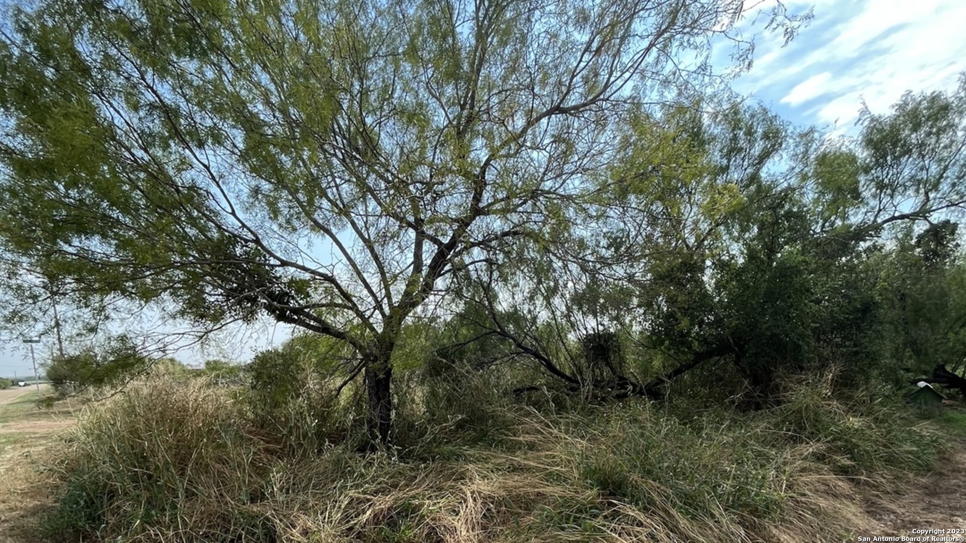 a view of a forest filled with trees