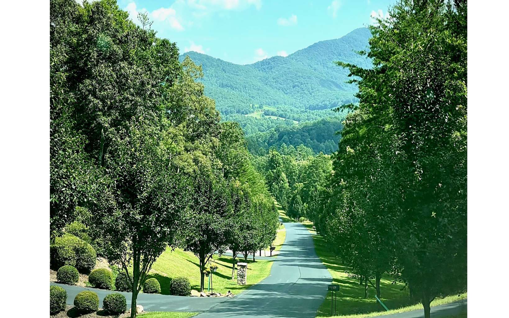 a view of a lush green forest