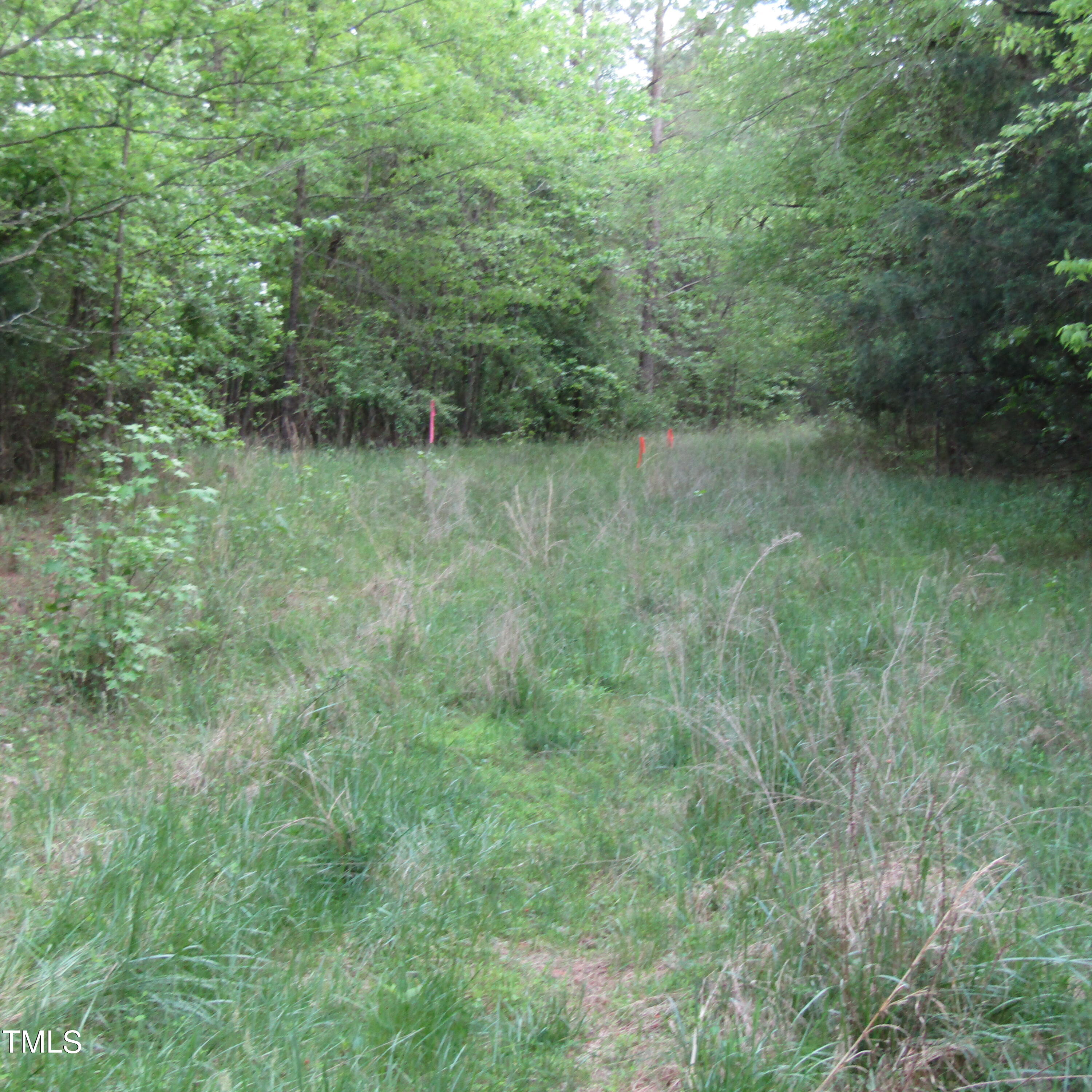 a view of a lush green forest with trees and some trees